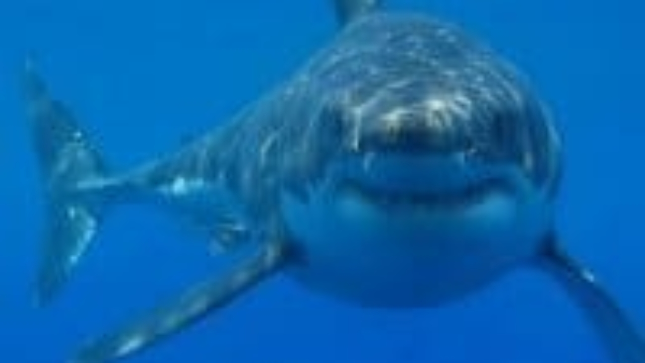 Shark