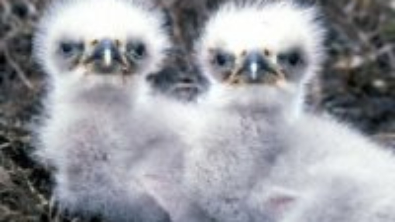 eagle386d